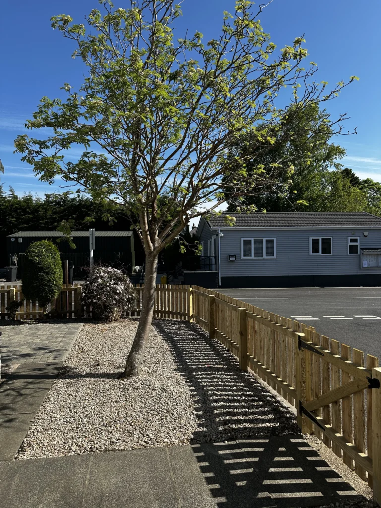 Tree in Front Garden of home in Loanhead